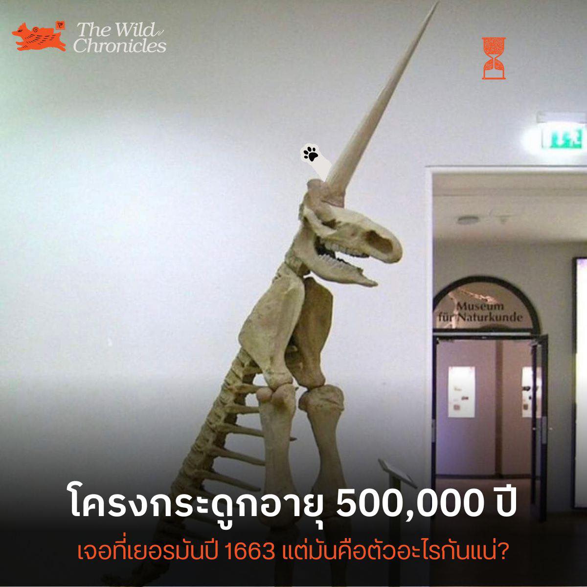 รูปโครงกระดูก