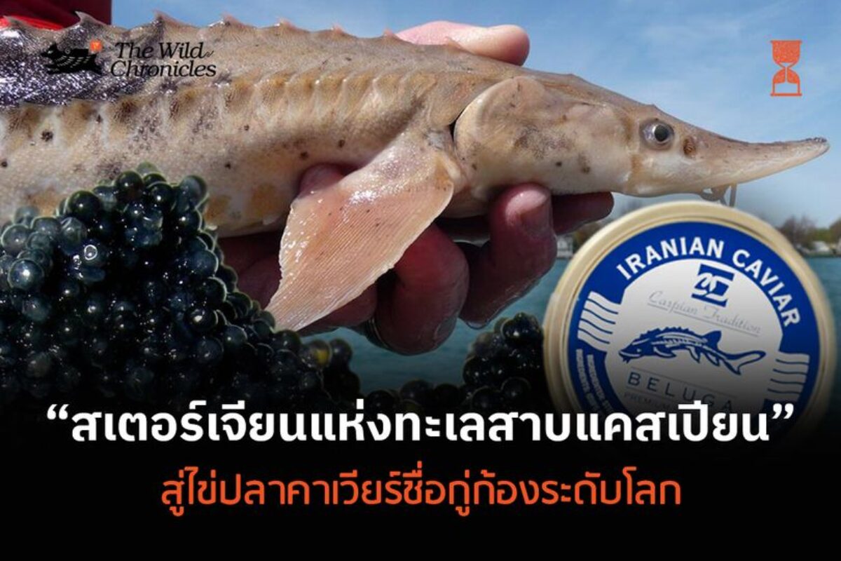 รูปปลาและไข่ปลา