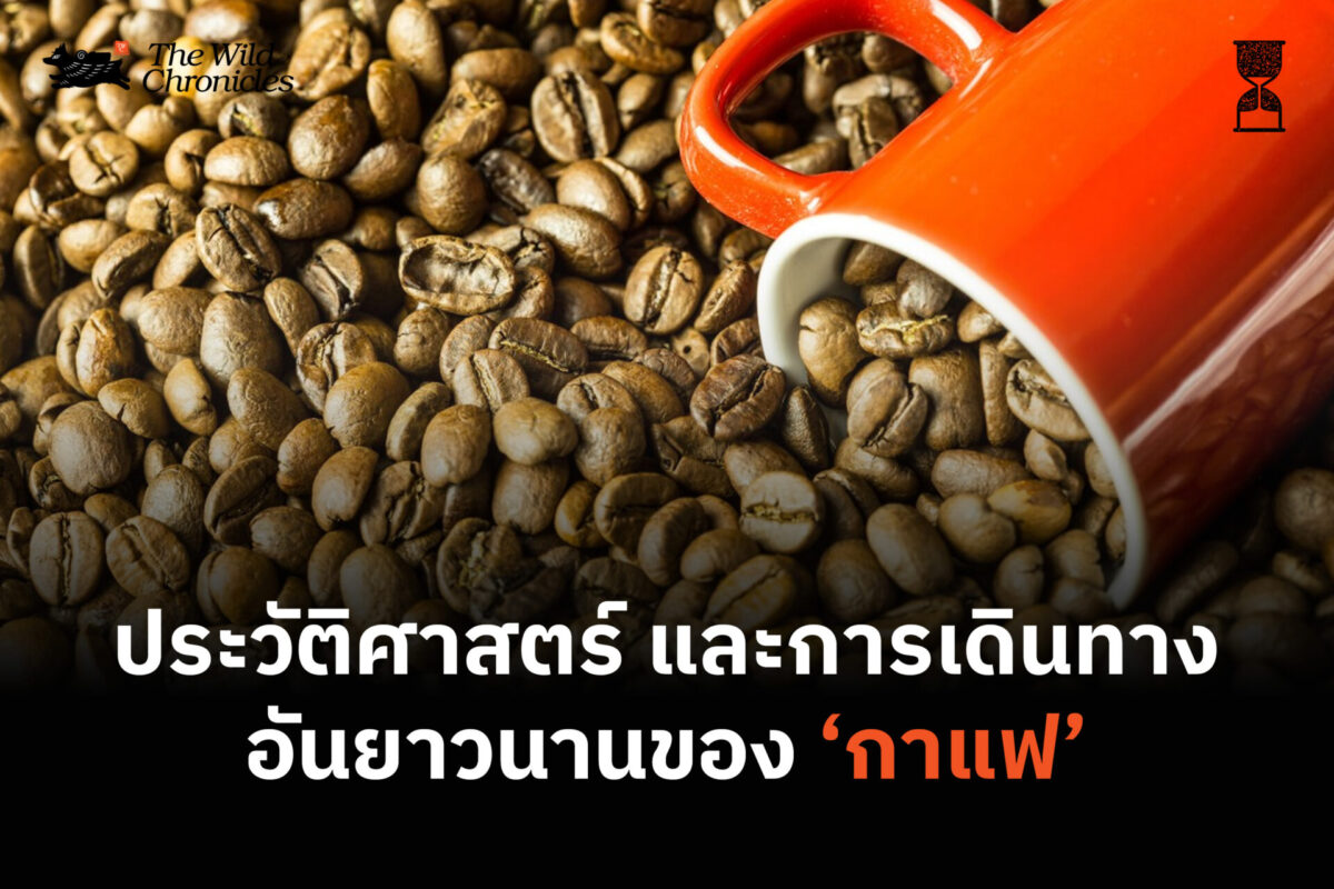 ประวัติศาสตร์ และการเดินทางอันยาวนานของ ‘กาแฟ’