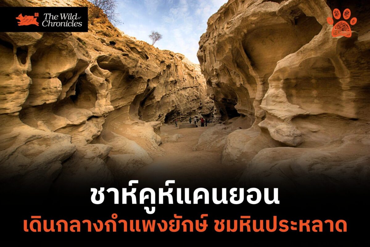 เดินตะลุยในกำแพงยักษ์แห่งชาห์คูห์แคนยอน