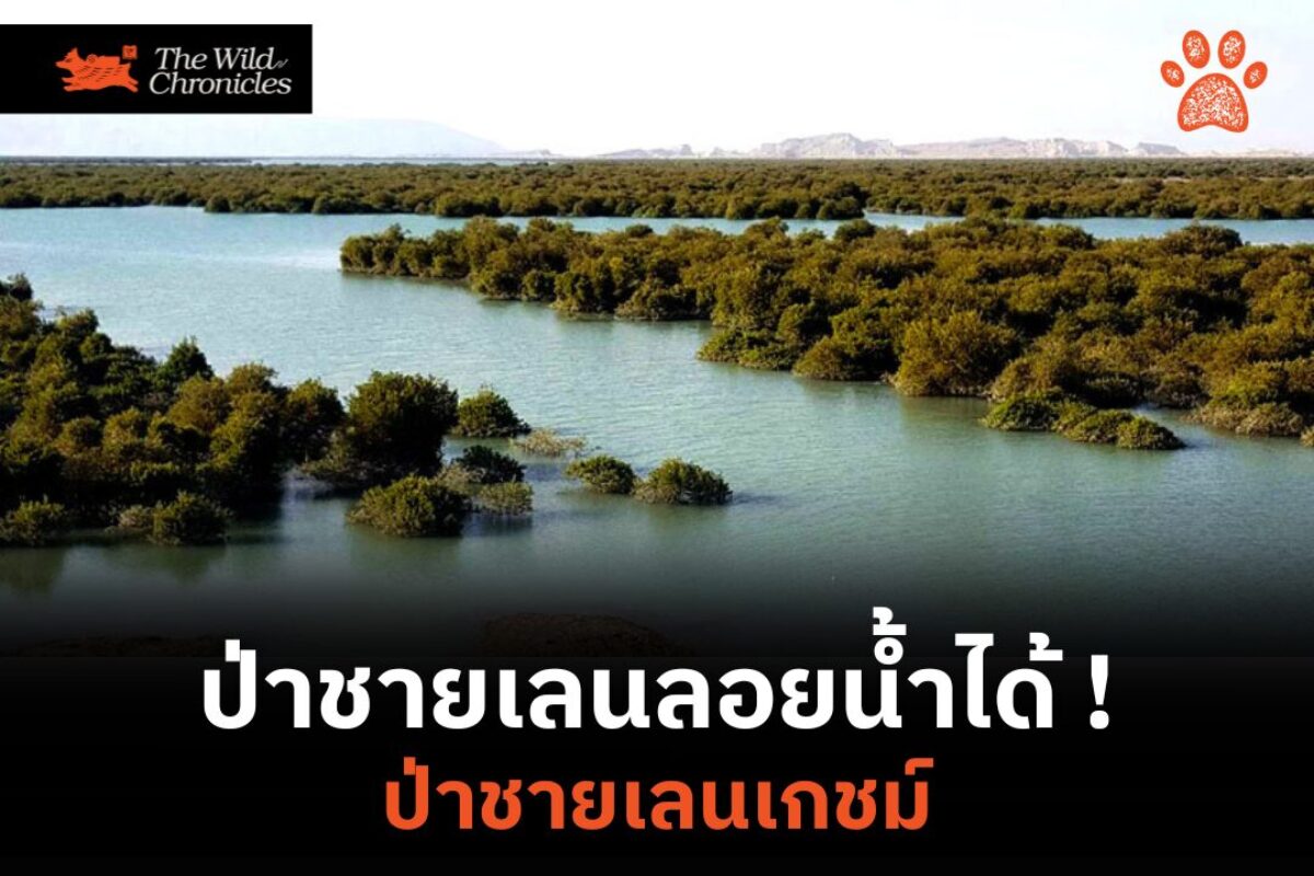ป่าชายเลนลอยน้ำได้ ! : ป่าชายเลนเกชม์