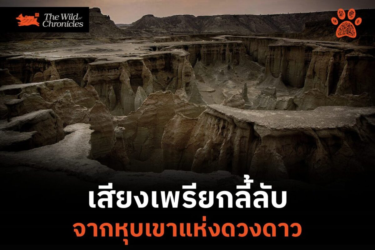 เสียงเพรียกลี้ลับ จากหุบเขาแห่งดวงดาว