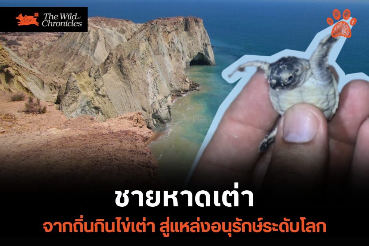ชายหาดเต่า : จากถิ่นกินไข่เต่า สู่แหล่งอนุรักษ์ระดับโลก