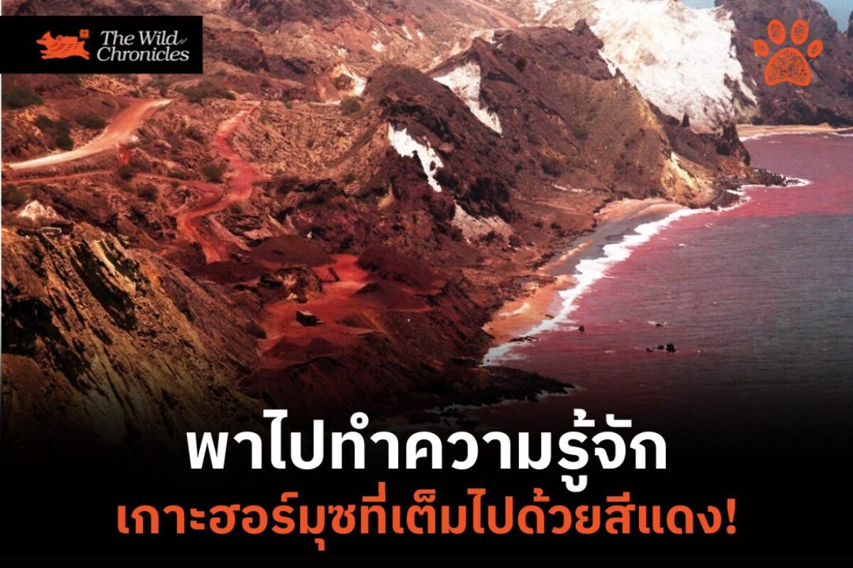 พาไปทำความรู้จัก : เกาะฮอร์มุซที่เต็มไปด้วยสีแดง!