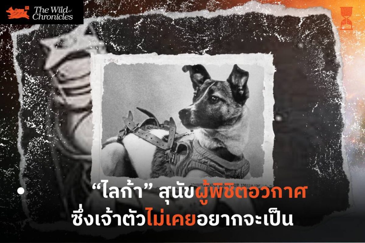 ไลก้า – สุนัขผู้พิชิตอวกาศซึ่งเจ้าตัวไม่เคยอยากจะเป็น