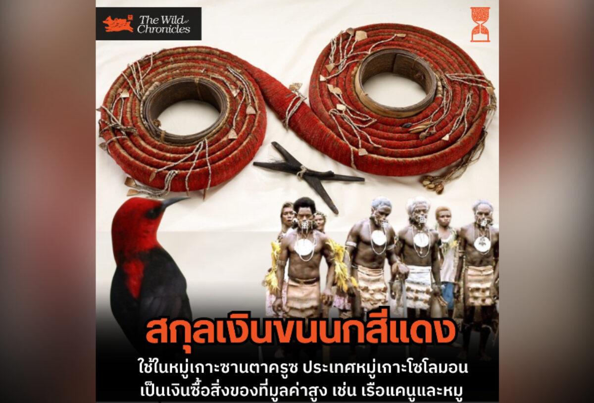สกุลเงินขนนกสีแดงบนหมู่เกาะโซโลมอน