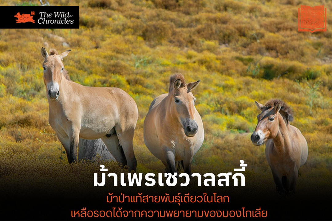 ม้าเพรเซวาลสกี้: ม้าป่าแท้สายพันธุ์เดียวในโลก