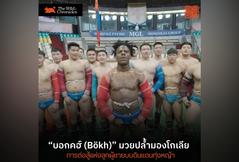 “บอกคฮ์ (Bökh)” มวยปล้ำมองโกเลีย: การต่อสู้แห่งลูกผู้ชายบนดินแดนทุ่งหญ้า