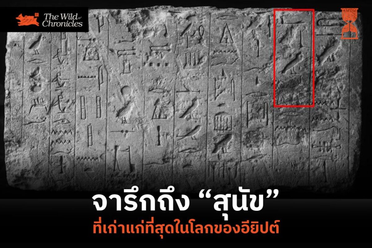 จารึกถึงสุนัขที่เก่าแก่ที่สุดในโลกของอียิปต์