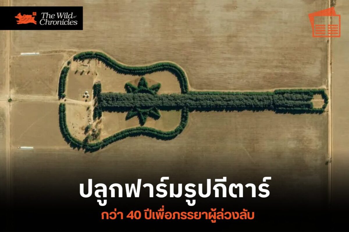 ปลูกฟาร์มรูปกีตาร์กว่า 40 ปีเพื่อภรรยาผู้ล่วงลับ