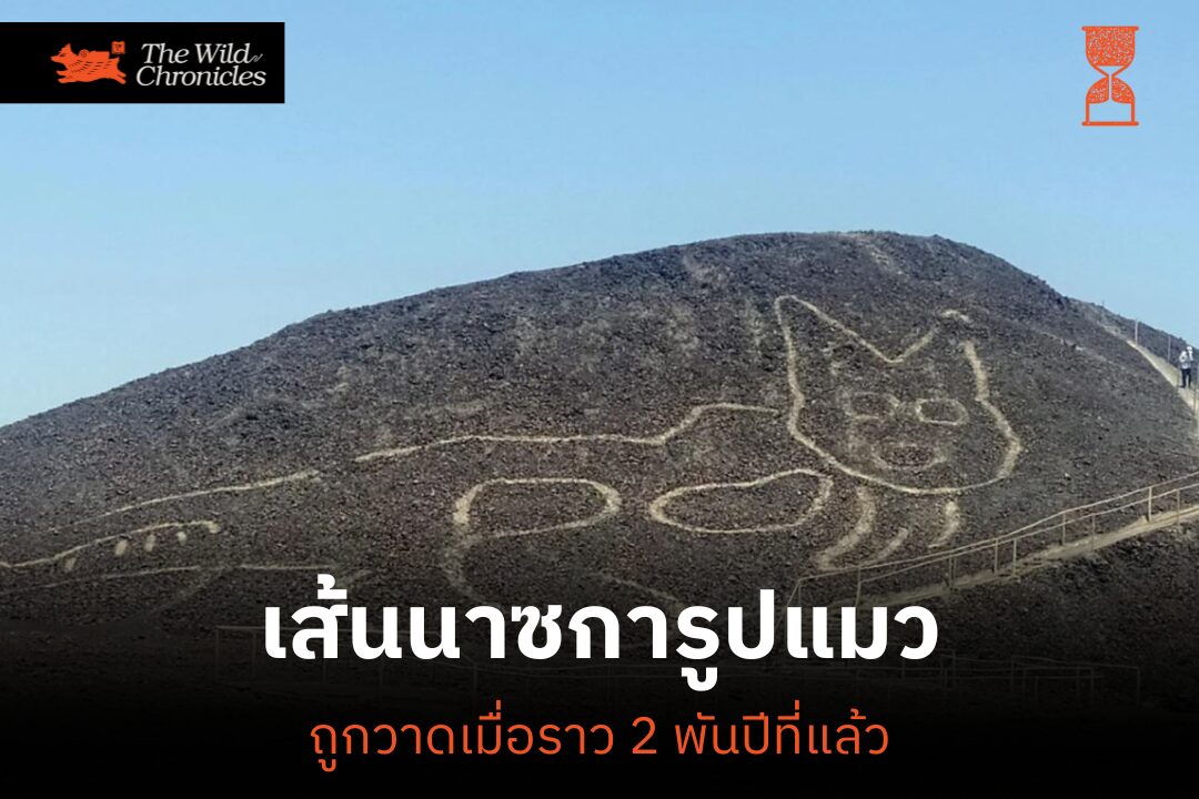 เส้นนาซการูปแมว ถูกวาดเมื่อราว 2 พันปีที่แล้ว