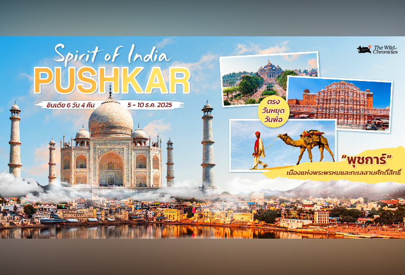 India Pushkar ทำไมต้องไป “อินเดีย” เที่ยวเมืองศักดิ์สิทธิ์พุชการ์-อัจเมอร์ กับ The Wild Chronicles