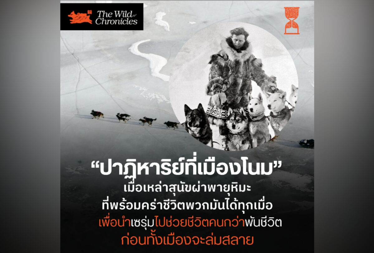 “ปาฏิหาริย์ที่เมืองโนม” เมื่อเหล่าสุนัขผ่าพายุหิมะ ที่พร้อมคร่าชีวิตพวกมันได้ทุกเมื่อ เพื่อนำเซรุ่มไปช่วยชีวิตคนกว่าพันชีวิต ก่อนทั้งเมืองจะล่มสลาย