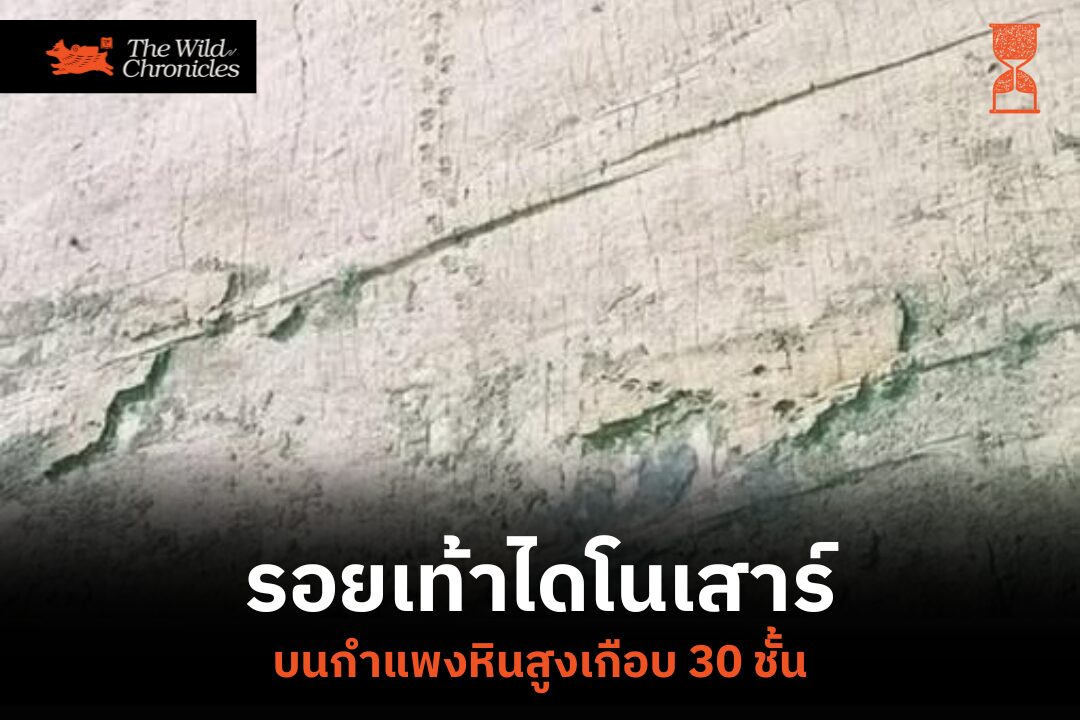 รอยเท้าไดโนเสาร์บนกำแพงหินสูงเกือบ 30 ชั้น