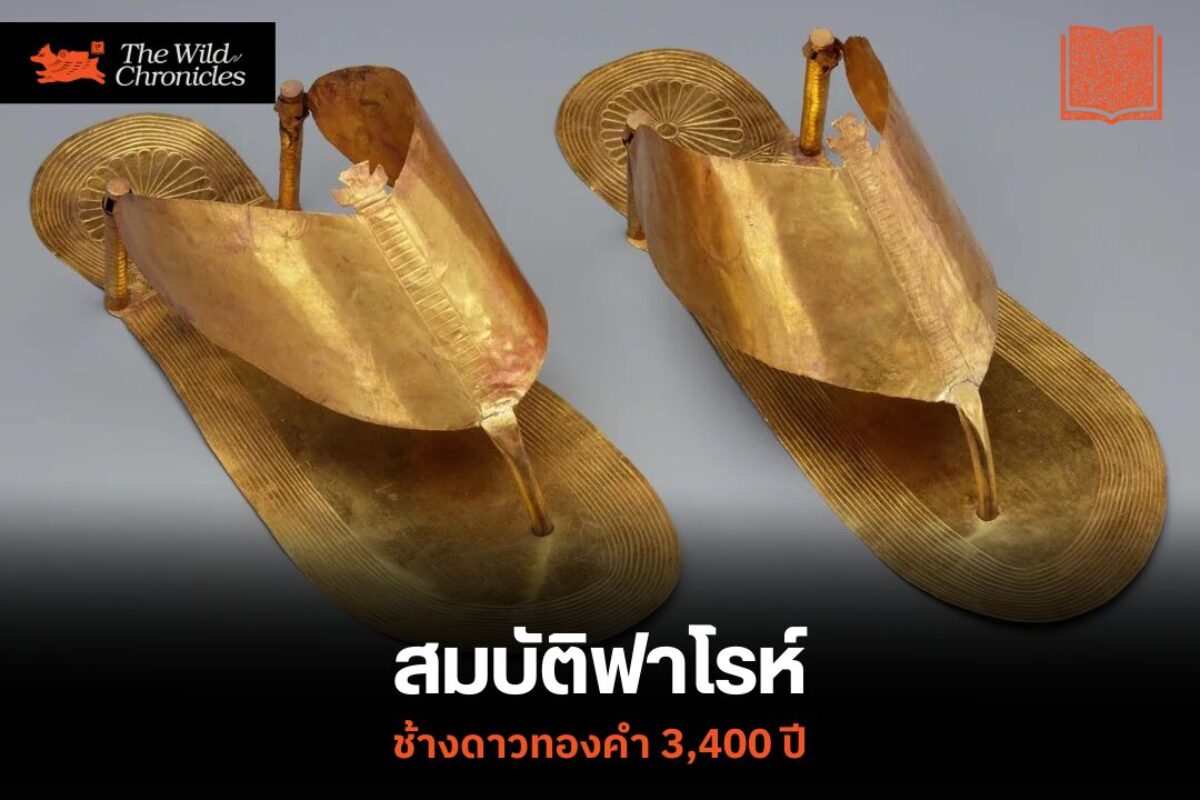 สมบัติฟาโรห์: ช้างดาวทองคำ 3,400 ปี