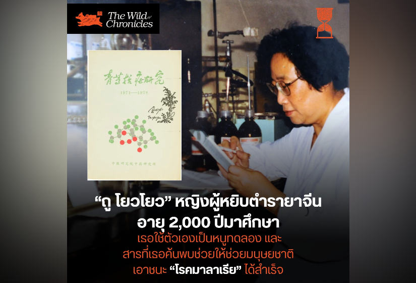 ถู โยวโยว หญิงผู้หยิบตำรายาจีนอายุ 2,000 ปีมาศึกษา เธอใช้ตัวเองเป็นหนูทดลอง และสารที่เธอค้นพบ ช่วยให้ช่วยมนุษยชาติเอาชนะ “โรคมาลาเรีย” ได้สำเร็จ